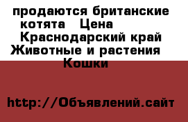 продаются британские котята › Цена ­ 5 500 - Краснодарский край Животные и растения » Кошки   